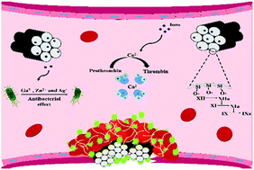 Graphical abstract: Well-ordered mesoporous silica and bioactive glasses: promise for improved hemostasis