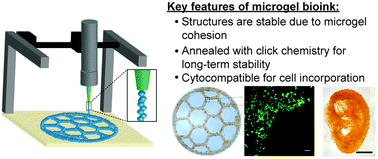 Graphical abstract: Clickable PEG hydrogel microspheres as building blocks for 3D bioprinting