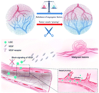 Graphical abstract: Attempts to strengthen and simplify the tumor vascular normalization strategy using tumor vessel normalization promoting nanomedicines