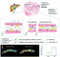 Graphical abstract: Effect of increasing liver blood flow on nanodrug clearance by the liver for enhanced antitumor therapy