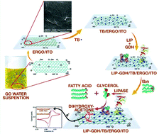 Graphical abstract: Bi-enzyme functionalized electro-chemically reduced transparent graphene oxide platform for triglyceride detection