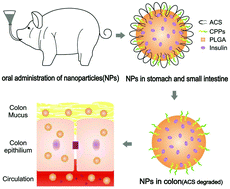 Graphical abstract: Enhanced oral absorption of insulin using colon-specific nanoparticles co-modified with amphiphilic chitosan derivatives and cell-penetrating peptides