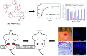 Graphical abstract: A polyethylenimine-based diazeniumdiolate nitric oxide donor accelerates wound healing