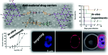 Graphical abstract: Micelle carriers based on dendritic macromolecules containing bis-MPA and glycine for antimalarial drug delivery
