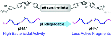 Graphical abstract: pH-Degradable imidazolium oligomers as antimicrobial materials with tuneable loss of activity