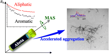 Graphical abstract: Real-time monitoring of the aggregation of Alzheimer's amyloid-β via1H magic angle spinning NMR spectroscopy