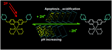 Graphical abstract: Tracking mitochondrial pH fluctuation during cell apoptosis with two-photon phosphorescent iridium(iii) complexes