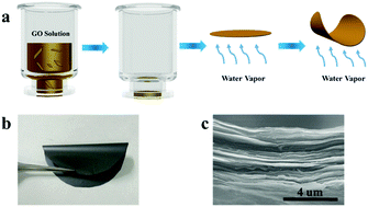 Graphical abstract: A bio-inspired homogeneous graphene oxide actuator driven by moisture gradients