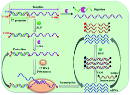 Graphical abstract: Sensitive detection of alkaline phosphatase by dephosphorylation-initiated transcription reaction-mediated dual signal amplification