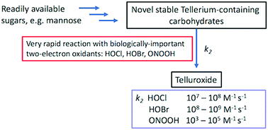 Graphical abstract: Synthesis and antioxidant capacity of novel stable 5-tellurofuranose derivatives