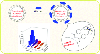 Graphical abstract: A selective glucose sensor: the cooperative effect of monoboronic acid-modified poly(amidoamine) dendrimers