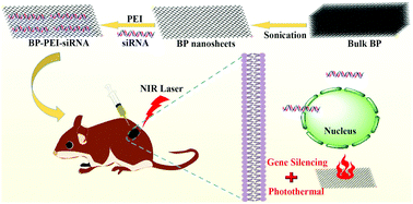 Graphical abstract: A black phosphorus nanosheet-based siRNA delivery system for synergistic photothermal and gene therapy