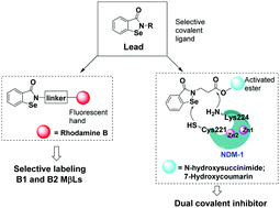 Graphical abstract: A protein structure-guided covalent scaffold selectively targets the B1 and B2 subclass metallo-β-lactamases