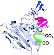Graphical abstract: A photoactive semisynthetic metalloenzyme exhibits complete selectivity for CO2 reduction in water