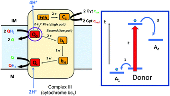 Graphical abstract: On the nature of organic and inorganic centers that bifurcate electrons, coupling exergonic and endergonic oxidation–reduction reactions