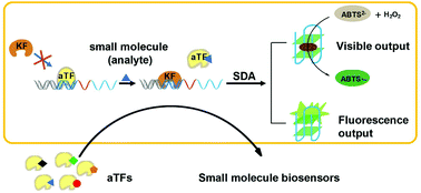 Graphical abstract: Development of small molecule biosensors by coupling the recognition of the bacterial allosteric transcription factor with isothermal strand displacement amplification