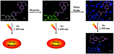 Graphical abstract: A dual-analyte probe: hypoxia activated nitric oxide detection with phototriggered drug release ability