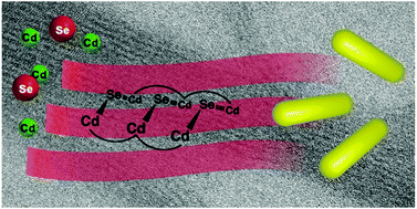 Graphical abstract: Morphogenesis of anisotropic nanoparticles: self-templating via non-classical, fibrillar Cd2Se intermediates