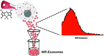 Graphical abstract: Endogenous exosome labelling with an amphiphilic NIR-fluorescent probe