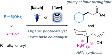 Graphical abstract: Organic photocatalysis for the radical couplings of boronic acid derivatives in batch and flow