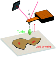 Graphical abstract: High-resolution mapping and recognition of lipid domains using AFM with toxin-derivatized probes