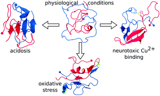 Graphical abstract: Aβ under stress: the effects of acidosis, Cu2+-binding, and oxidation on amyloid β-peptide dimers