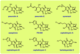 Graphical abstract: Total syntheses of spirocyclic PKS-NRPS-based fungal metabolites