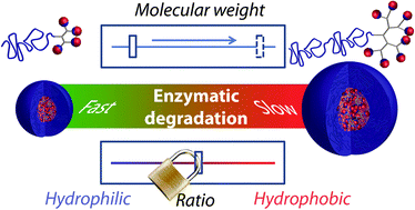 Graphical abstract: Tuning the molecular weight of polymeric amphiphiles as a tool to access micelles with a wide range of enzymatic degradation rates