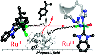 Graphical abstract: Unexpected arene ligand exchange results in the oxidation of an organoruthenium anticancer agent: the first X-ray structure of a protein–Ru(carbene) adduct