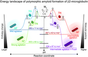 Graphical abstract: Energy landscape of polymorphic amyloid generation of β2-microglobulin revealed by calorimetry