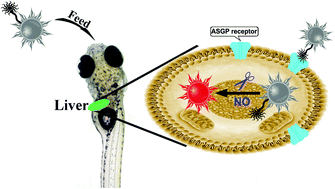 Graphical abstract: In vivo imaging of hepatocellular nitric oxide using a hepatocyte-targeting fluorescent sensor