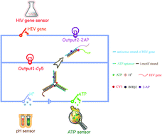 Graphical abstract: Logic circuit controlled multi-responsive branched DNA scaffolds