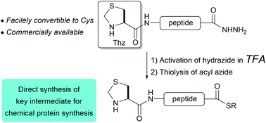 Graphical abstract: Direct synthesis of N-terminal thiazolidine-containing peptide thioesters from peptide hydrazides