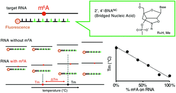 Graphical abstract: Quantification of methylation efficiency at a specific N6-methyladenosine position in rRNA by using BNA probes