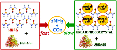 Graphical abstract: Smart urea ionic co-crystals with enhanced urease inhibition activity for improved nitrogen cycle management