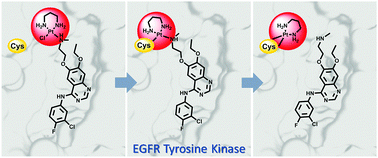 Graphical abstract: Platination of cysteine by an epidermal growth factor receptor kinase-targeted hybrid agent