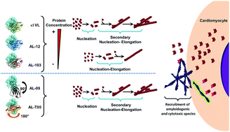 Graphical abstract: Immunoglobulin light chain amyloid aggregation