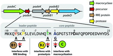 Graphical abstract: Elucidation of the roles of conserved residues in the biosynthesis of the lasso peptide paeninodin