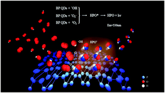 Graphical abstract: Chemiluminescence of black phosphorus quantum dots induced by hypochlorite and peroxide