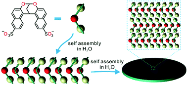Graphical abstract: Self-assembly of two-dimensional structures in water from rigid and curved amphiphiles with a low molecular weight