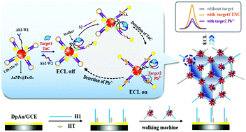 Graphical abstract: A biosensor based on a 3D-DNA walking machine network and distance-controlled electrochemiluminescence energy transfer for ultrasensitive detection of tenascin C and lead ions
