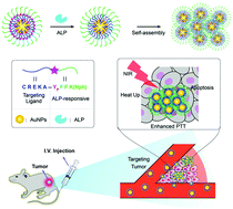 Graphical abstract: Enzyme-triggered self-assembly of gold nanoparticles for enhanced retention effects and photothermal therapy of prostate cancer