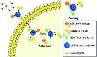 Graphical abstract: Glycyrrhetinic acid as a hepatocyte targeting unit for an anticancer drug delivery system with enhanced cell type selectivity