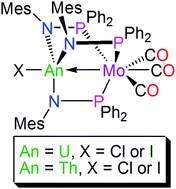 Graphical abstract: Actinide-transition metal bonding in heterobimetallic uranium– and thorium–molybdenum paddlewheel complexes