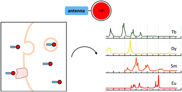 Graphical abstract: Lanthanide-based tools for the investigation of cellular environments
