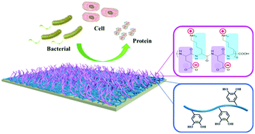 Graphical abstract: A mussel-inspired chimeric protein as a novel facile antifouling coating