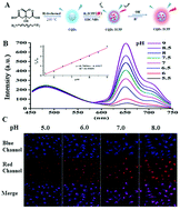 Graphical abstract: Real-time tracing the changes in the intracellular pH value during apoptosis by near-infrared ratiometric fluorescence imaging