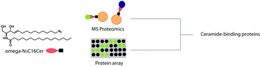 Graphical abstract: Azide-tagged sphingolipids for the proteome-wide identification of C16-ceramide-binding proteins