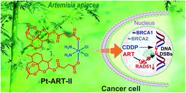 Graphical abstract: Towards rational design of RAD51-targeting prodrugs: platinumIV–artesunate conjugates with enhanced cytotoxicity against BRCA-proficient ovarian and breast cancer cells