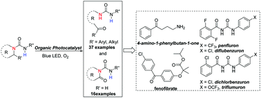 Graphical abstract: Hydrogen bond directed aerobic oxidation of amines via photoredox catalysis